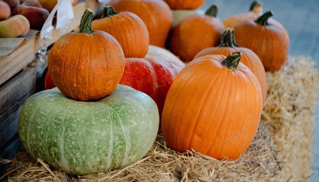 Una piel firme y bien desarrollada no solo protege el interior, también reduce la pérdida de humedad y dificulta la entrada de hongos y bacterias durante el almacenamiento.