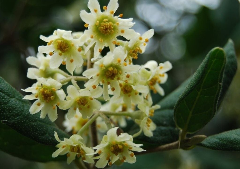 Las hojas gruesas y duras del boldo chileno, junto a sus pequeñas flores verdosas, lo distinguen de las especies tropicales conocidas como “boldo”. Foto: Vivero Pumahuida.
