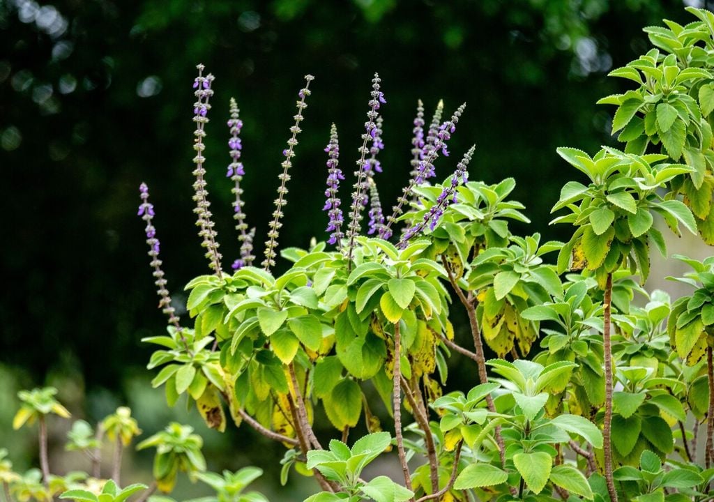 El falso boldo se reconoce por sus hojas suaves y peludas, con borde dentado y flores lilas en espigas, propias de las plantas tropicales.