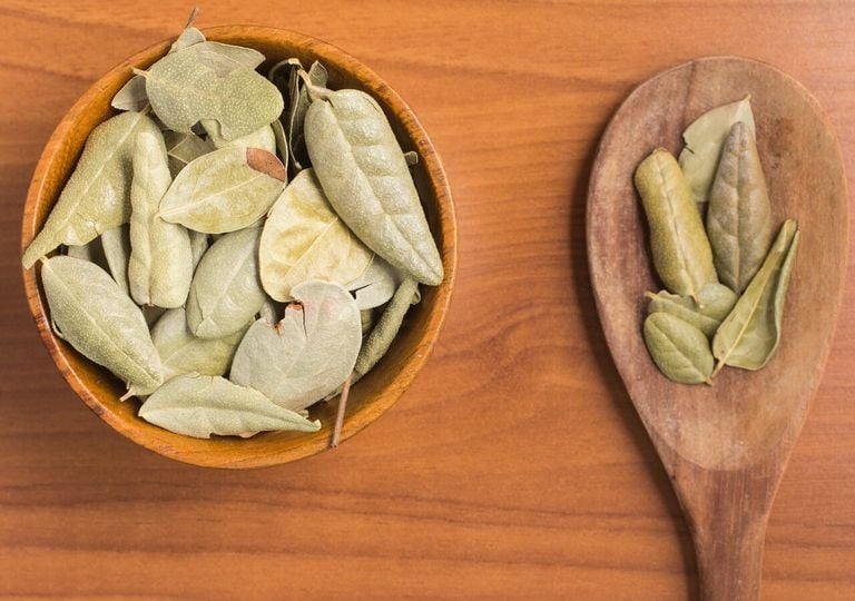 El falso boldo o boldo de Brasil: la planta que se hace pasar por el verdadero boldo chileno