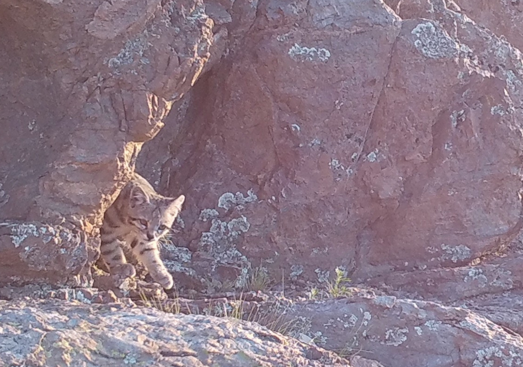 Gato Andino El gato andino habita entre piedras y cuevas, y se lo llama "El Fantasma de los Andes" dado que es misterioso y esquivo. Foto: WCS Argentina