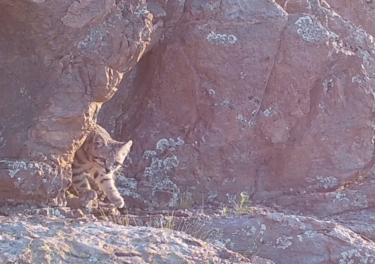 El gato andino habita entre piedras y cuevas, y se lo llama "El Fantasma de los Andes" dado que es misterioso y esquivo. Foto: WCS Argentina