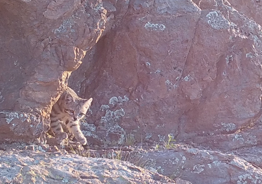 "El fantasma de los Andes&rdquo; reaparece en Mendoza: el hallazgo que entusiasma a cient&iacute;ficos y ambientalistas