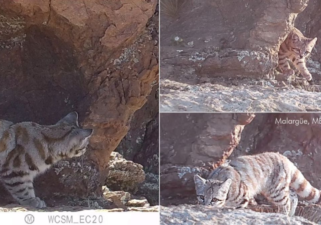 Gato Andino El gato andino es el único felino catalogado "el peligro de extinción" de América. Foto: WCS Argentina