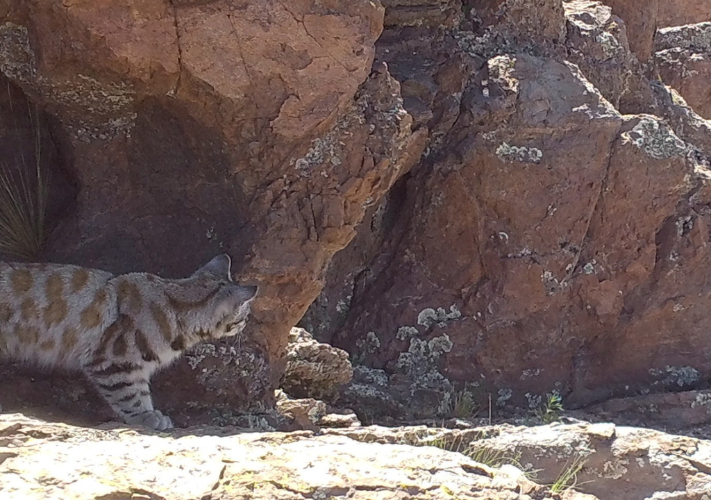 Gato andino Se estima que quedan menos de 2.200 ejemplares de gato andino en todo el mundo. Foto: WCS Argentina