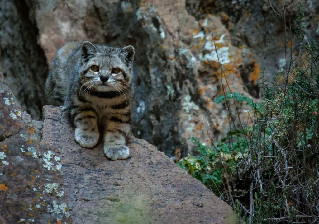 Gato andino El gato andino es un poco más grande que el gato doméstico, tiene nariz negra y cola larga, gruesa, cilíndrica y de aspecto felpudo. En ella tiene entre 6 y 9 anillos anchos. Foto: WCS Argentina