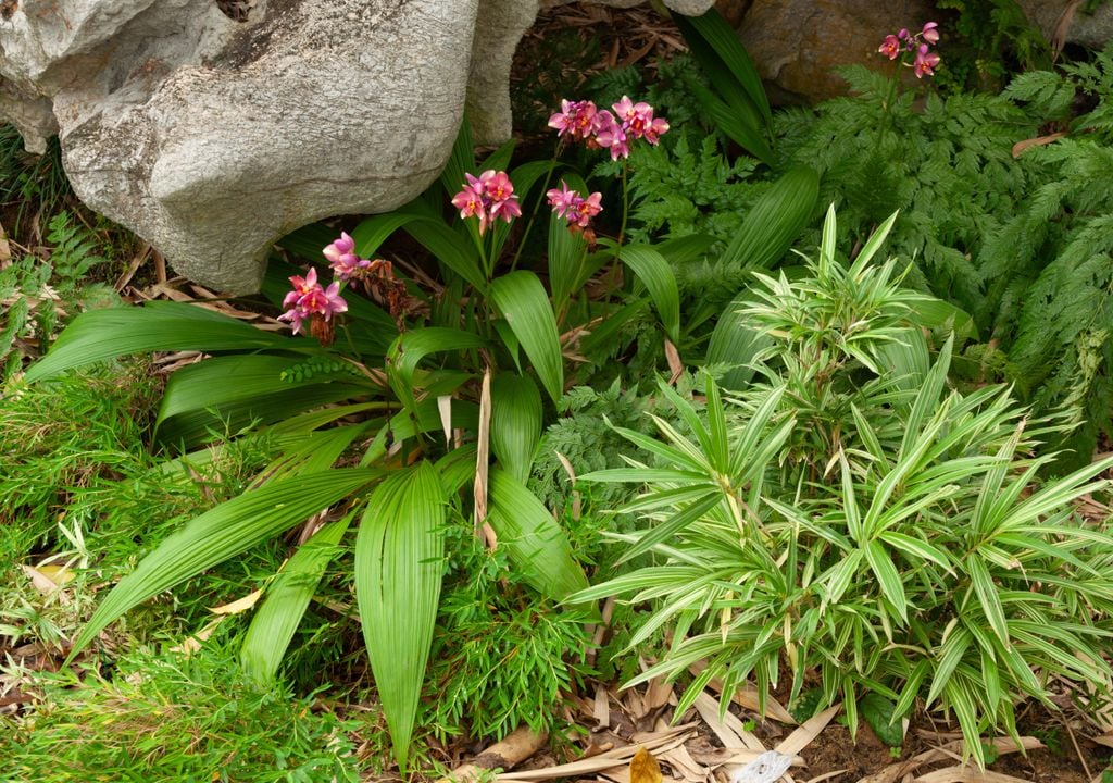 Los helechos, una planta que vive de la humedad.