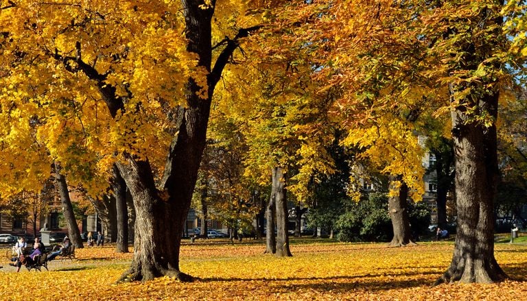 El fen&oacute;meno bot&aacute;nico del oto&ntilde;o: la explicaci&oacute;n cient&iacute;fica sobre por qu&eacute; las hojas cambian de color