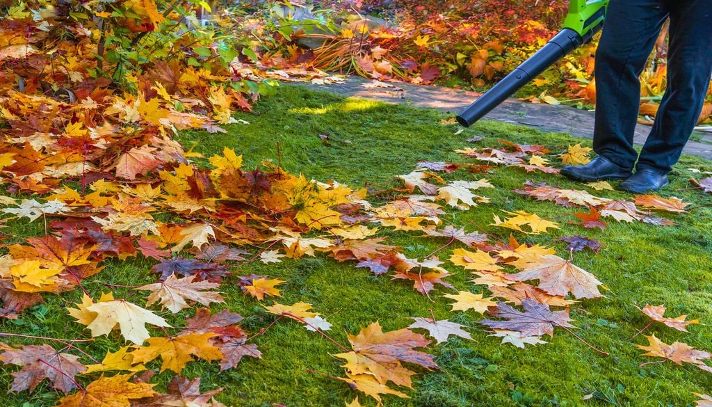 La couleur rouge intense des feuilles de certains arbres en automne s’explique par des mécanismes scientifiques précis. La couleur rouge intense des feuilles de certains arbres en automne s’explique par des mécanismes scientifiques précis.
