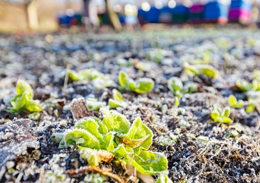 El fenómeno de las heladas blancas y negras en la agricultura: lo que debes saber para esta temporada de frío
