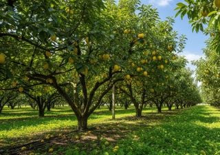 El fertilizante natural que se aplica en las ra&iacute;ces y ayuda al limonero a superar el invierno
