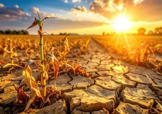 El fin de los sabores: estos alimentos cotidianos podr&iacute;an desaparecer de tu mesa para 2050 por el cambio clim&aacute;tico