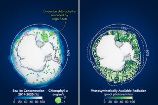 El fitoplancton puede ser abundante bajo el hielo marino antártico