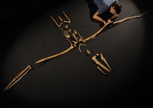 El f&oacute;sil del Pelagornis chilensis que revela que un gigante con dientes de hueso volaba sobre el cielo chileno