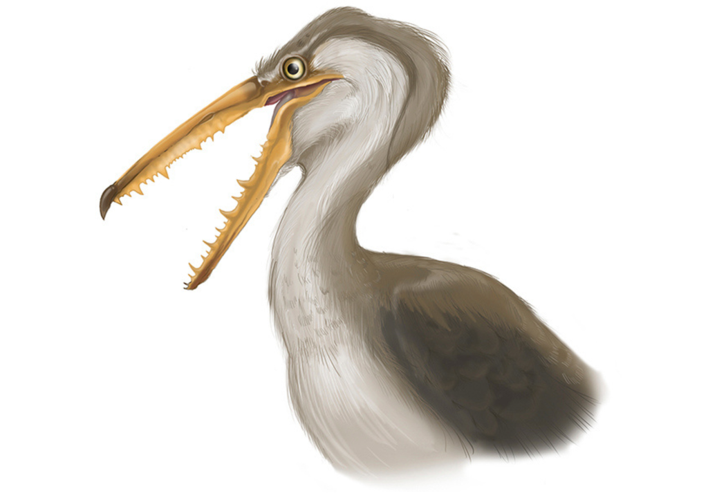 ilustración Pelagorins chilensis Ilustración del Pelagonis chilensis. Crédito: Carlos Anzures/MNHN Chile.