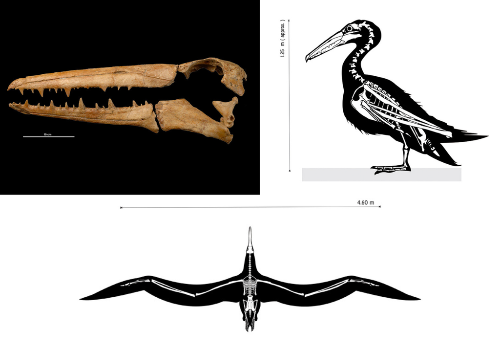 pelagornis chilensis Cráneo del Pelagornis chilensis donde se pueden ver sus dientes de hueso. Crédito: MNHN Chile.