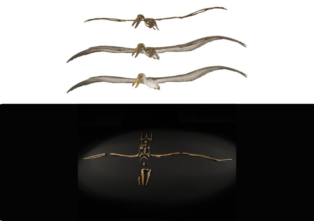 pelagornis chilensis Ilustración y fósil de la envergadura alar del Pelagornis chilensis. Crédito: MNHN.