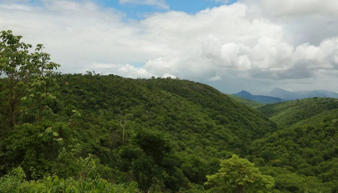 Sebastião Salgado impulsó la reforestación de una finca familiar en Brasil, donde el regreso de los árboles ha favorecido la recuperación de la fauna y la flora. Imagen: Instituto Terra.