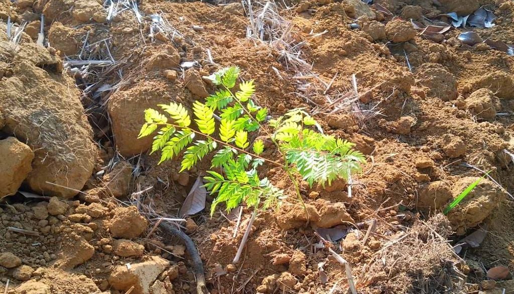 El Instituto Terra ha restaurado más de 2.300 hectáreas de bosque atlántico y trabaja en la conservación del agua, la biodiversidad y los suelos degradados. Imagen: Instituto Terra.