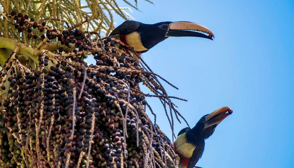 La recuperación del bosque atlántico ha favorecido el regreso de la fauna autóctona a una finca brasileña devastada por décadas de deforestación y ganadería. Imagen: Instituto Terra.