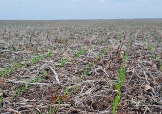 El frío cambia el juego: la siembra de trigo acelera y la cosecha de soja cierra con rindes históricos