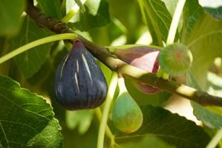 Der widerstandsfähigste Obstbaum für trockene Klimazonen: Er benötigt wenig Bewässerung und produziert reichlich