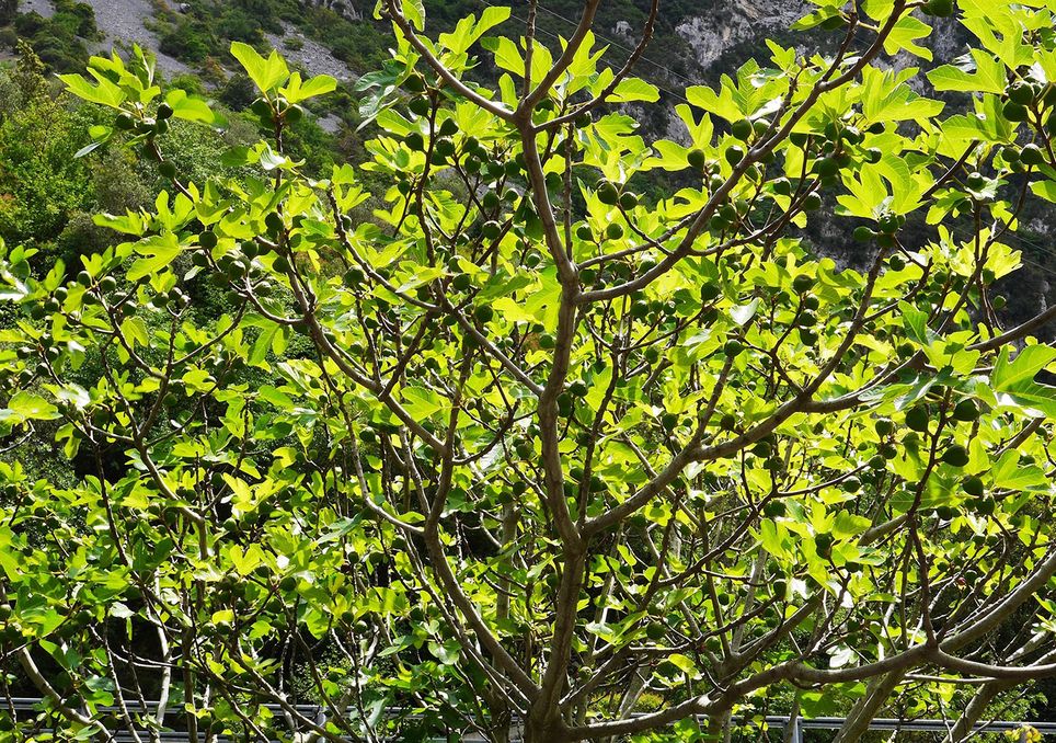 Estas árvores podem ser vistas saudáveis nas montanhas de climas secos, sem cuidados especiais.