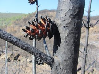 El fuego, los pinos y su reproducción sexual