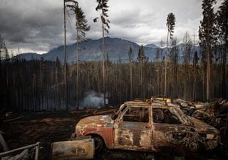 El fuego y los pinos exóticos: una alerta crítica en la Patagonia ante una temporada con alto riesgo de incendios