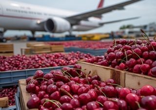 El furor de las cerezas chilenas en China: el simbolismo de la fruta que atrae al gigante mundial