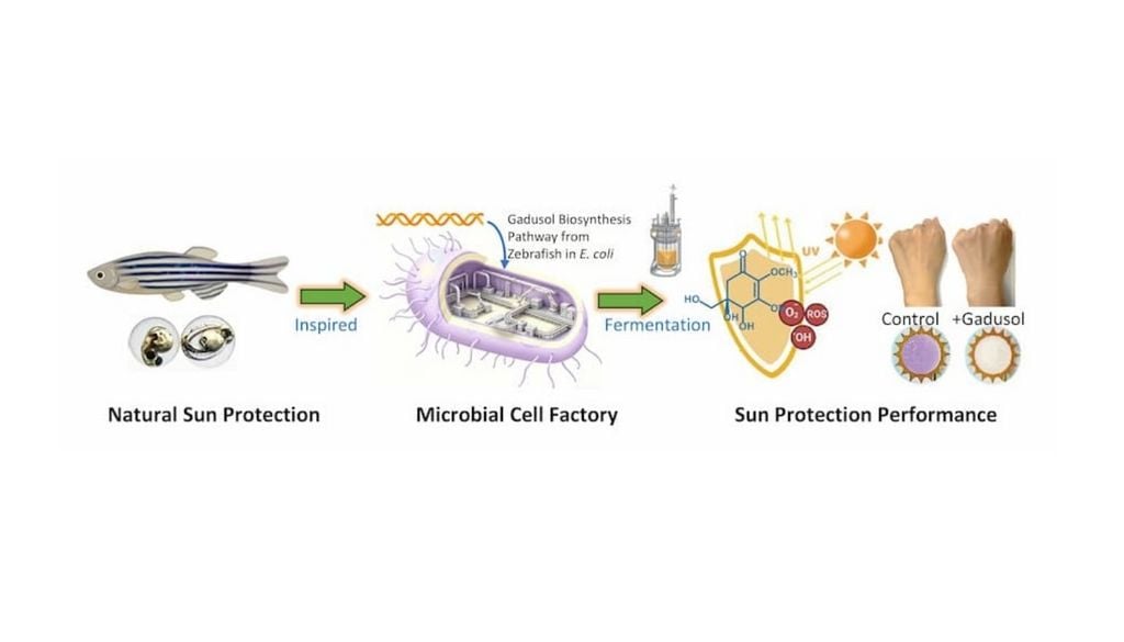 Gradusol, una molécula natural que es capaz de absorber la radiación ultravioleta y reducir el daño celular provocado por la exposición solar.