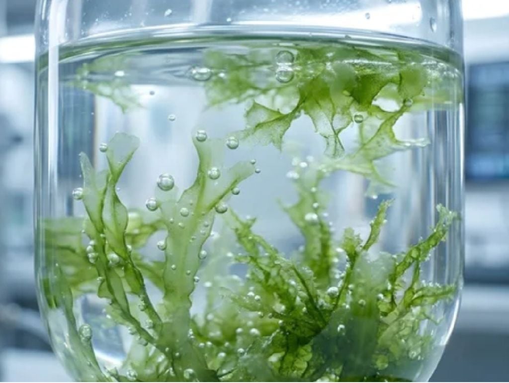 Se ha observado que las algas son una excelente fuente energética.