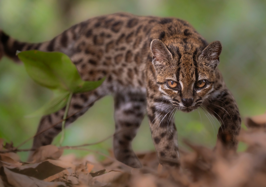 El Leopardus tilcayo no había sido detectado en Las Yungas bolivianas desde hacía 100 años. Foto: Gentileza National Geographic