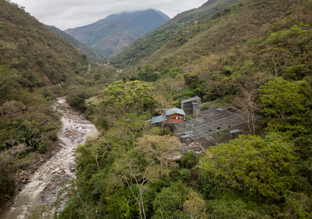 El bosque nuboso de Las Yungas (Bolivia) es el hábitat donde fue descubierto el gato tilcayo. Foto: Gentileza National Geographic