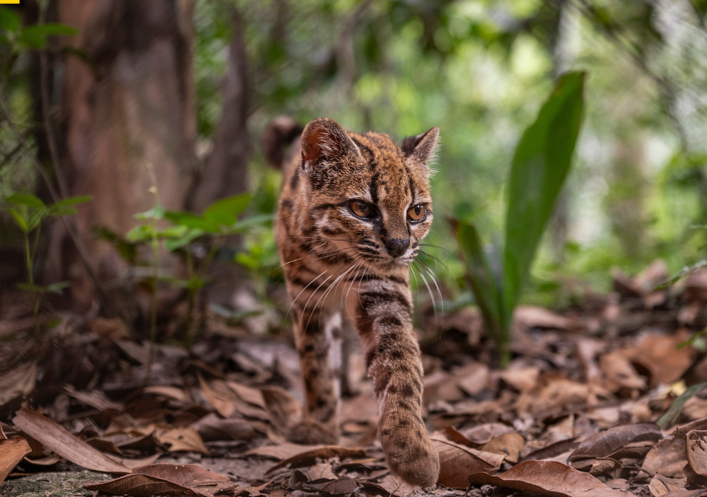 Durante una década se creyó que era un Leopardus tigrinus. Pero pruebas genéticas confirmaron que era un L Tilcayo. Foto: Gentileza National Geographic