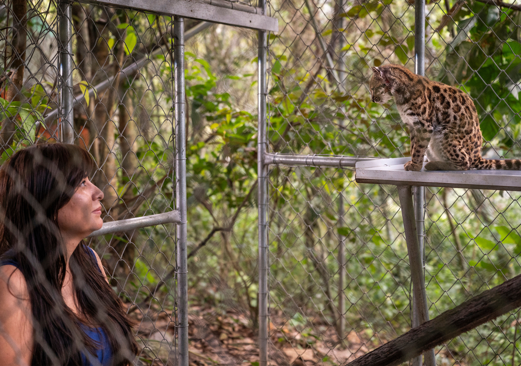 La investigadora Paola Nogales junto con el gato tilcayo en el santuario Senda Verde. Foto: Gentileza National Geographic