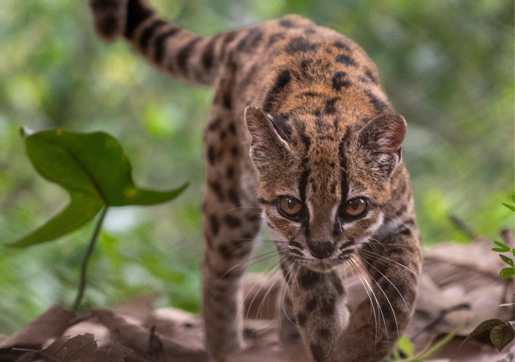 Los felinos del género Leopardus pueden parecer prácticamente iguales a simple vista. Son pequeños, tienen pelaje manchado y colas anilladas, Foto: Gentileza National Geographic