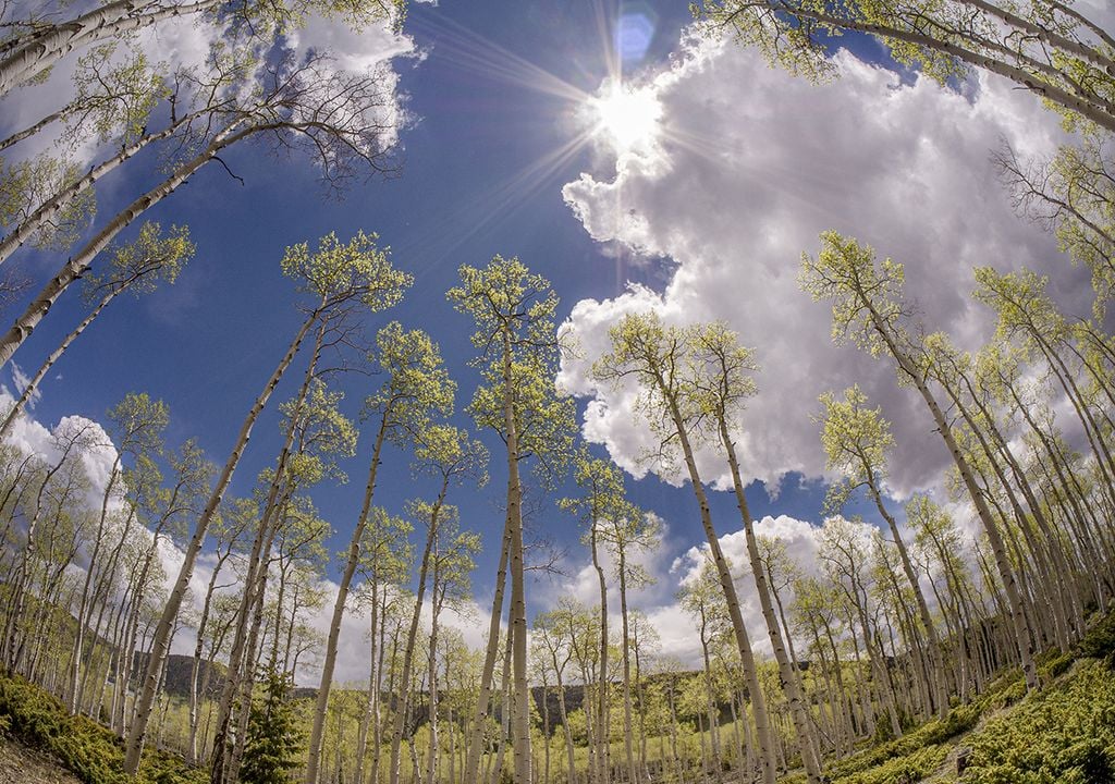 Pando álamos árbol