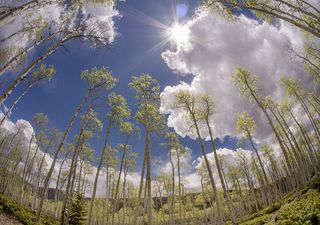 The world's largest living thing is about to disappear