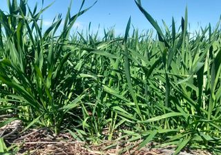 El girasol arranca con fuerza y el trigo consolida un escenario excepcional en el inicio de la campaña 2025/26