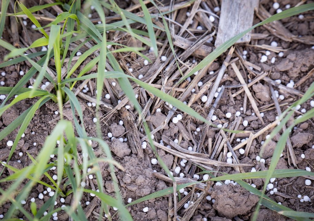 urea urea