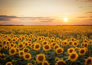 El girasol marca un récord histórico de producción y la soja avanza con rindes mejores a los esperados