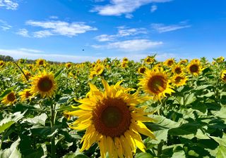 El girasol se expande en Argentina: alcanzaría su segunda mayor siembra histórica en la campaña 2025/26