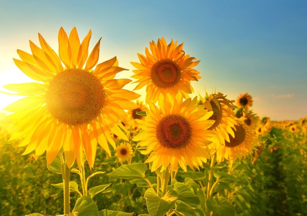 girasol girasol