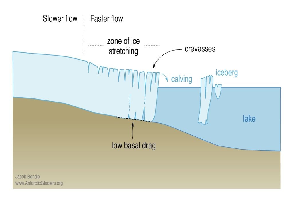 El flujo de hielo más rápido cerca del borde del glaciar, debido a la reducción del arrastre basal, provoca el estiramiento del hielo y la apertura de grietas. Cuando las tensiones son altas, las grietas se propagan por el glaciar y se produce el desprendimiento. Imagen: AntarcticGlaciers.org