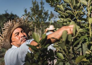El Gobierno permite ampliar cultivos sin límites, ¿es el fin de la yerba mate para pequeños productores?