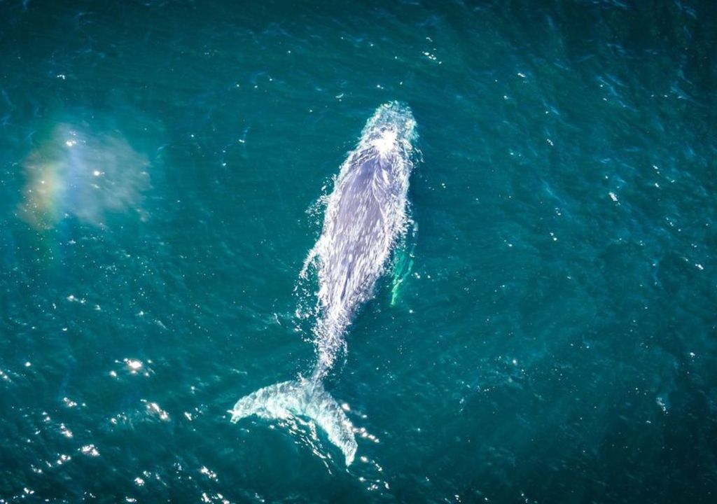Ballena jorobada Ballena jorobada