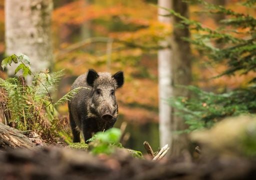 El Govern de Catalu&ntilde;a confirma 18 nuevos positivos de peste porcina africana en jabal&iacute;es detectados en los &uacute;ltimos d&iacute;as