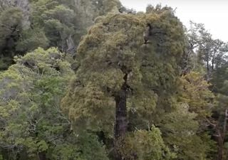 El “Gran Abuelo” en la Patagonia podría ser el árbol más antiguo del mundo