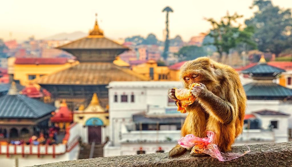 Los macacos rhesus que habitan en Swayambhunath se han convertido en uno de los símbolos de Katmandú y son conocidos por intentar arrebatar comida a los visitantes.